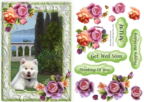 Fluffy White Dog in the garden with frame