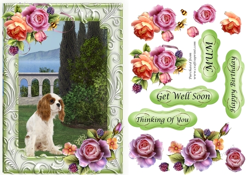 King Charles Spaniel in the garden with frame