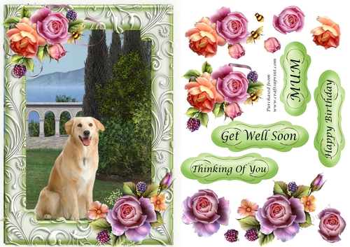 Labrador in the garden with frame