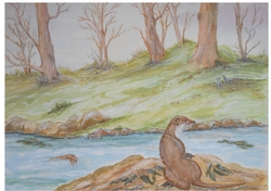 Otter by riverbank