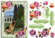 Alsation sitting in garden with frame