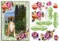 Bull Dog Puppy sitting in garden with frame