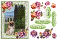 Fluffy Pug Dog in the garden with frame