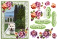 Fluffy White Dog in the garden with frame
