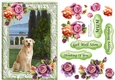 Labrador in the garden with frame