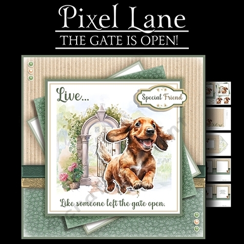 The Gate Is Open! (Dachshund)