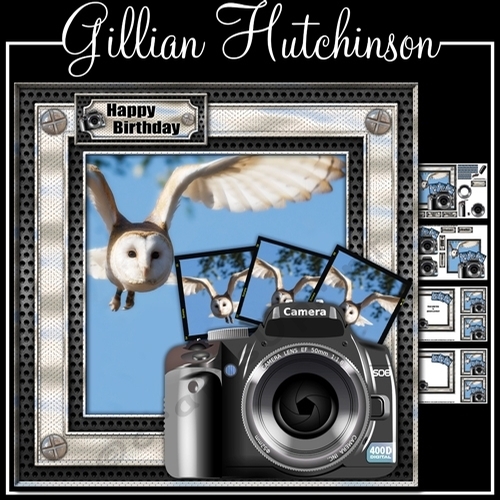 Through the Lens - The Owl