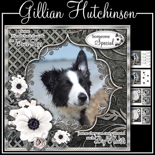 Big Hearts - Border Collie Puppy