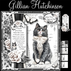 The Black & White Cat