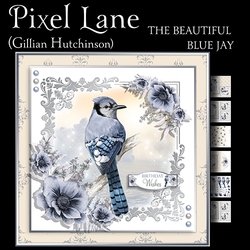 The Beautiful Blue Jay
