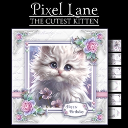 The Cutest Cat