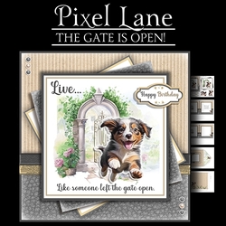 The Gate Is Open! (Border Collie)
