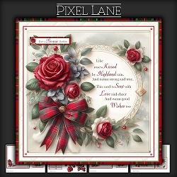 Like Roses Kissed By Highland Rain