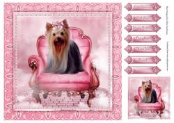 Little Princess Yorkie