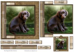 Little Chocolate Labrador Puppy