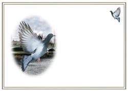 The London Pigeons Blank Insert