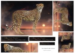 Cheetah Dreams