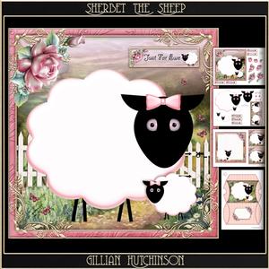 Sherbet the Sheep