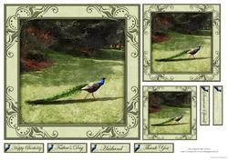 The Peacock