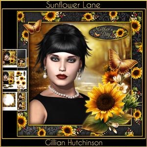 Sunflower Lane