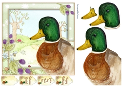 Little Duck