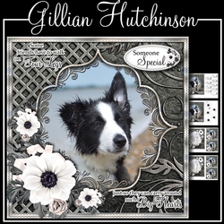 Big Hearts - Border Collie Puppy