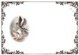 The Butterfly Fairy Blank Insert