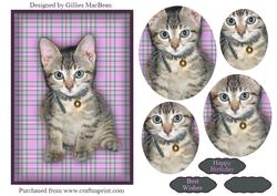 Cute Kitten