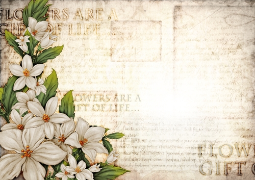 Sophia Floral Spray Paper Cream