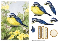 Blue Tit