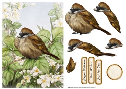 Sparrow