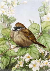 Sparrow A4