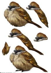 Sparrow Decoupage Sheet