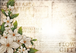 Sophia Floral Spray Paper Cream
