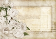 Lily Floral Spray Paper Cream