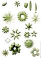 Shabby Chic Flower Petal Sets (green)