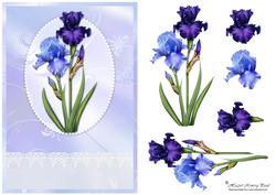 Iris Beauty