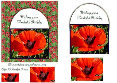 Poppies for You
