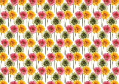 Gerbera in Pink Green Yellow1