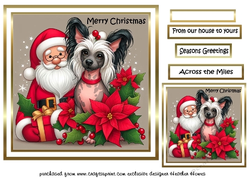 chinese crested dogs 5