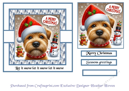 Betty the norfolk terrier