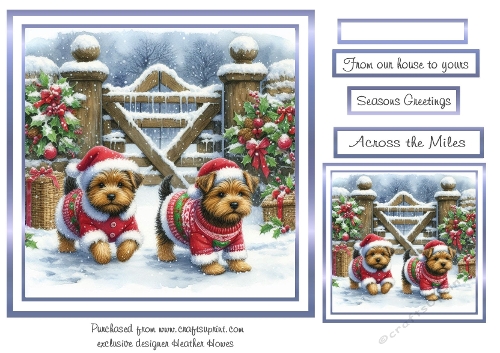 norfolk terriers 1 at christmas