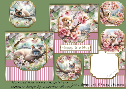 Cats and dogs and cherry blossom
