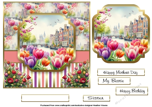 tulips from amsterdam