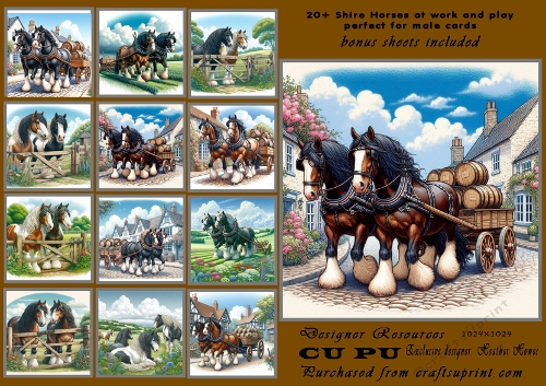 20+shire horses at work and play