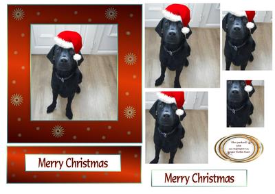 Buster the Labrador