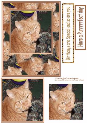 Purrfectday Tom Cat