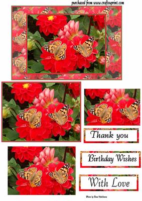 Dahlias and Butterflies