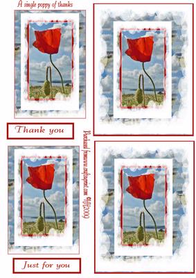 A Single Poppy of Thanks