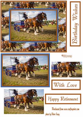Shire Horses